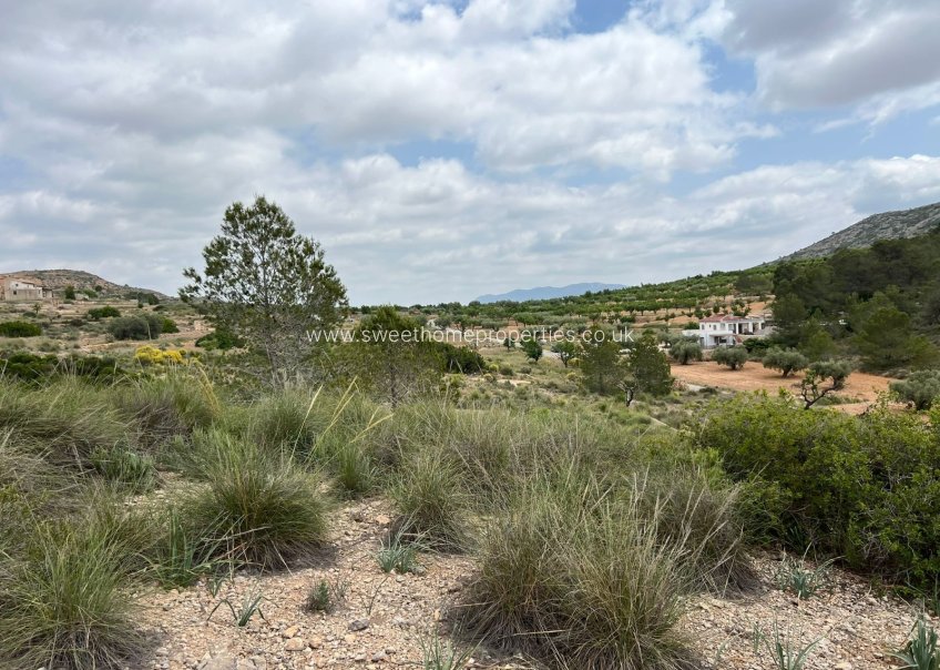 Herverkoop - Plot - Hondon De Las Nieves - HONDON DE LAS NIEVES