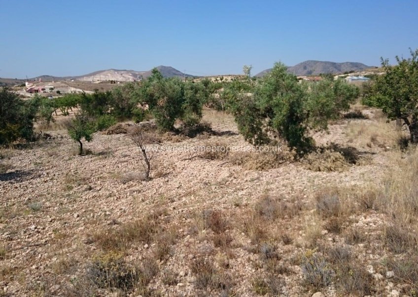 Herverkoop - Plot - Hondon De Las Nieves - LA CANALOSA