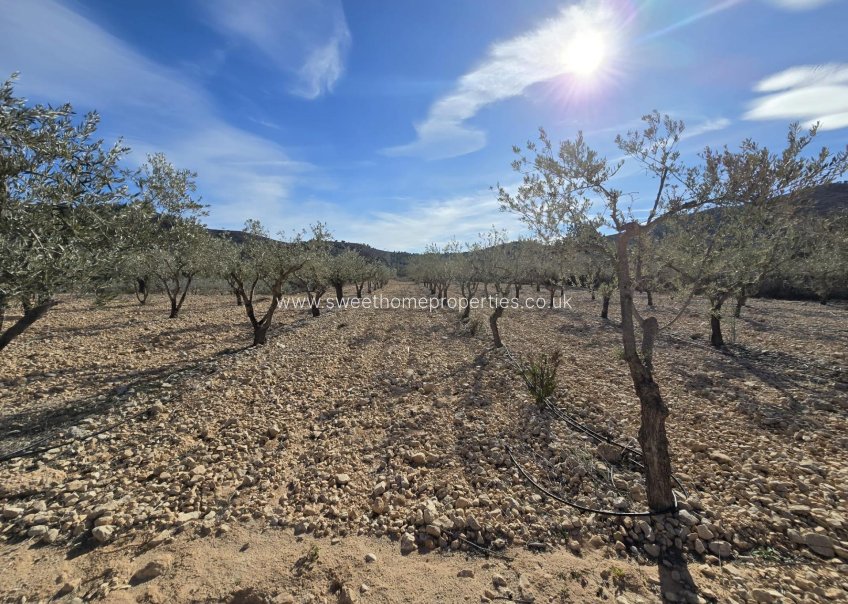 Herverkoop - Plot - Hondon De Las Nieves - La cava