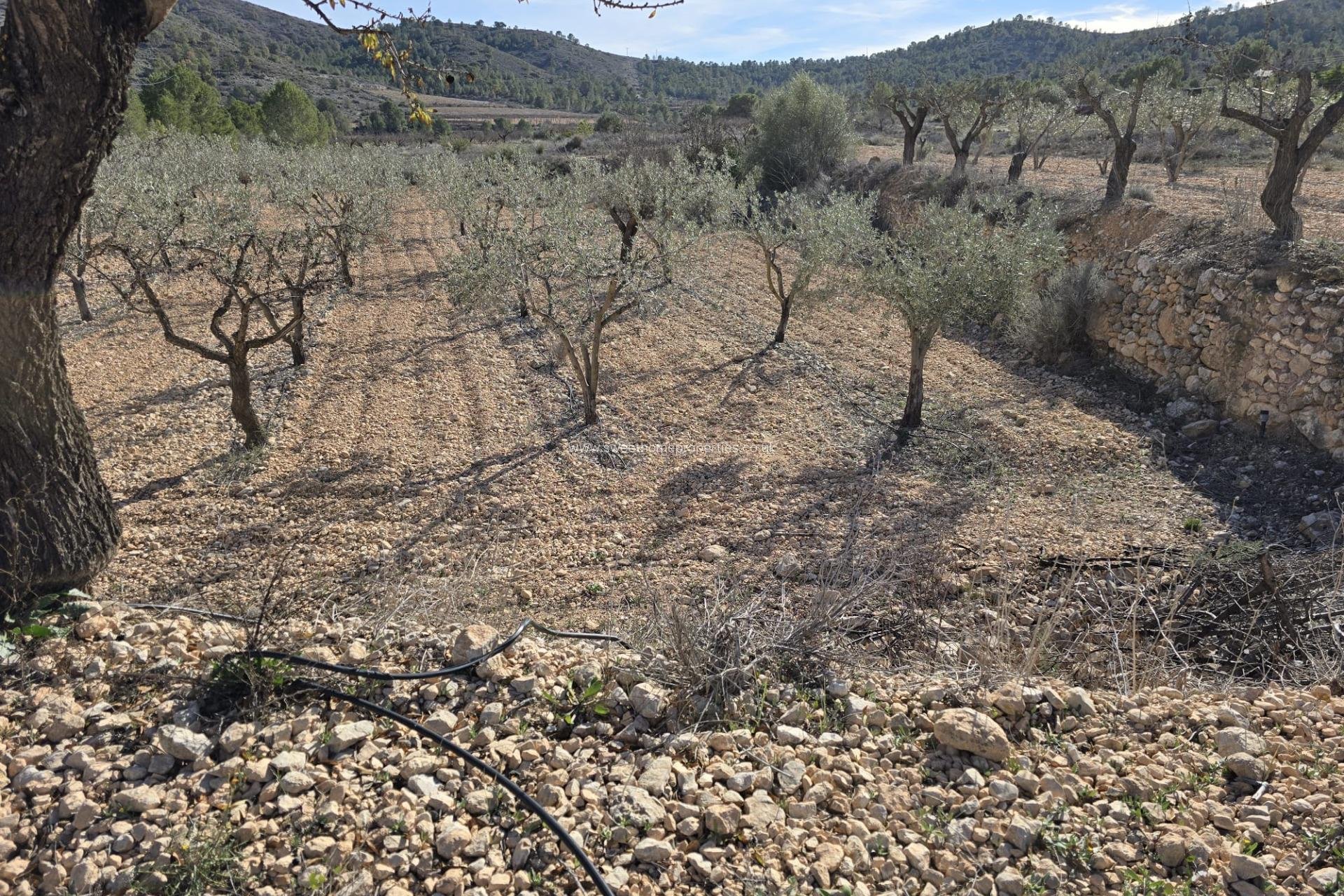 Herverkoop - Plot - Hondon De Las Nieves - La cava