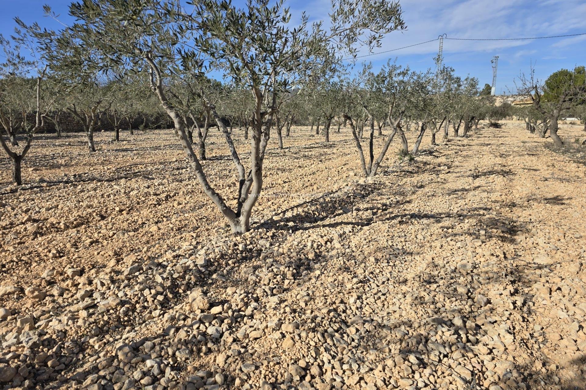 Herverkoop - Plot - Hondon De Las Nieves - La cava