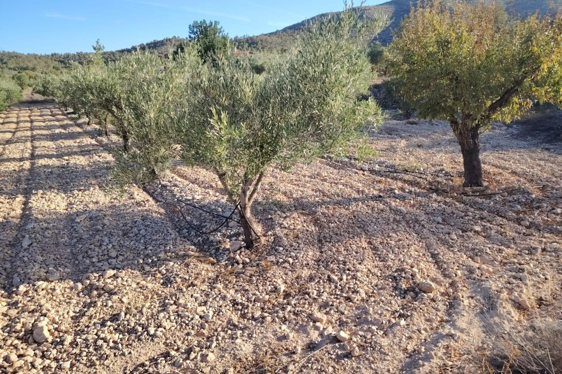 Herverkoop - Plot - Hondon De Las Nieves - La cava