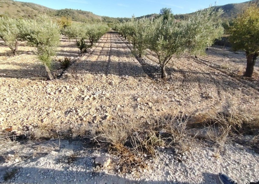 Herverkoop - Plot - Hondon De Las Nieves - La cava