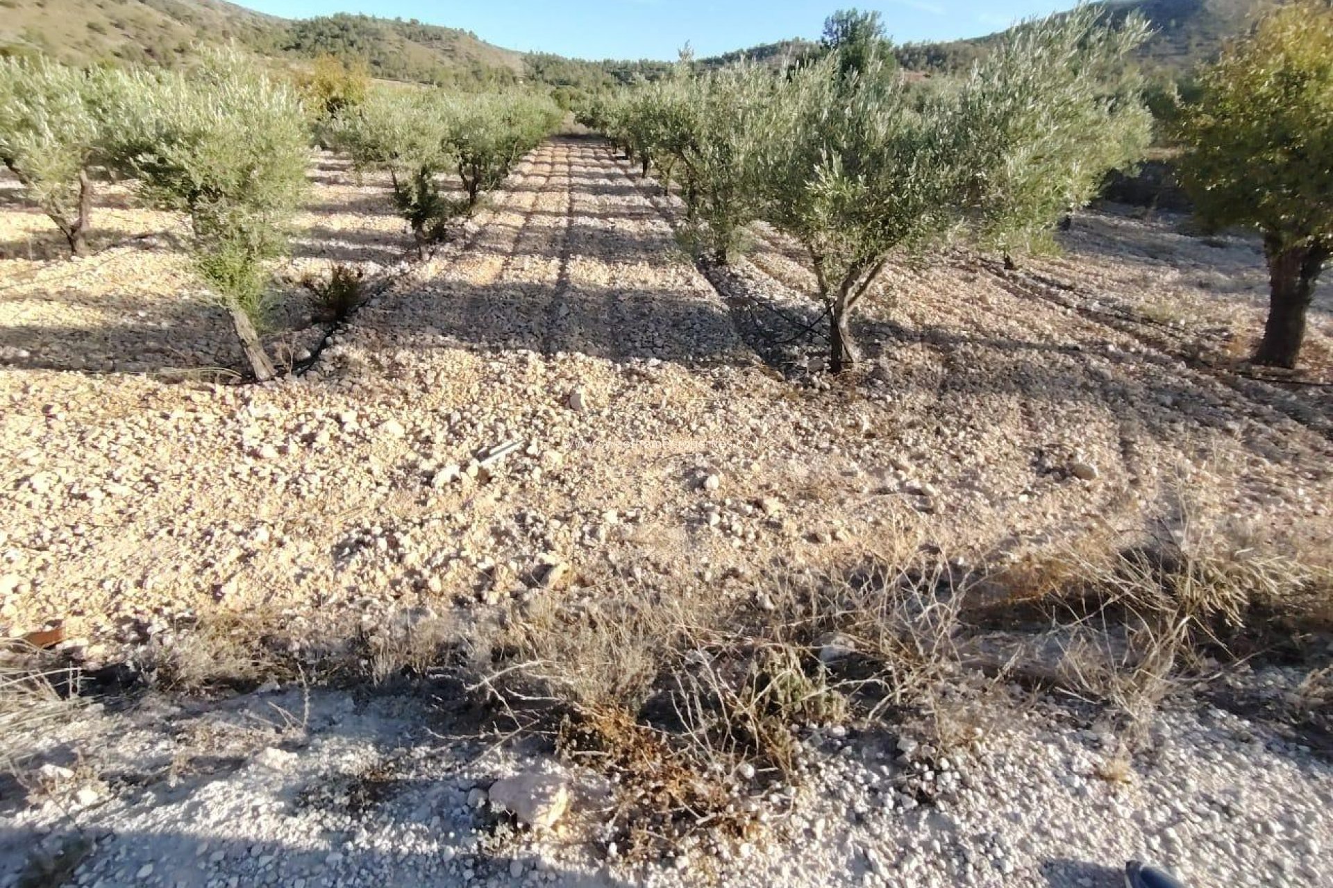 Herverkoop - Plot - Hondon De Las Nieves - La cava