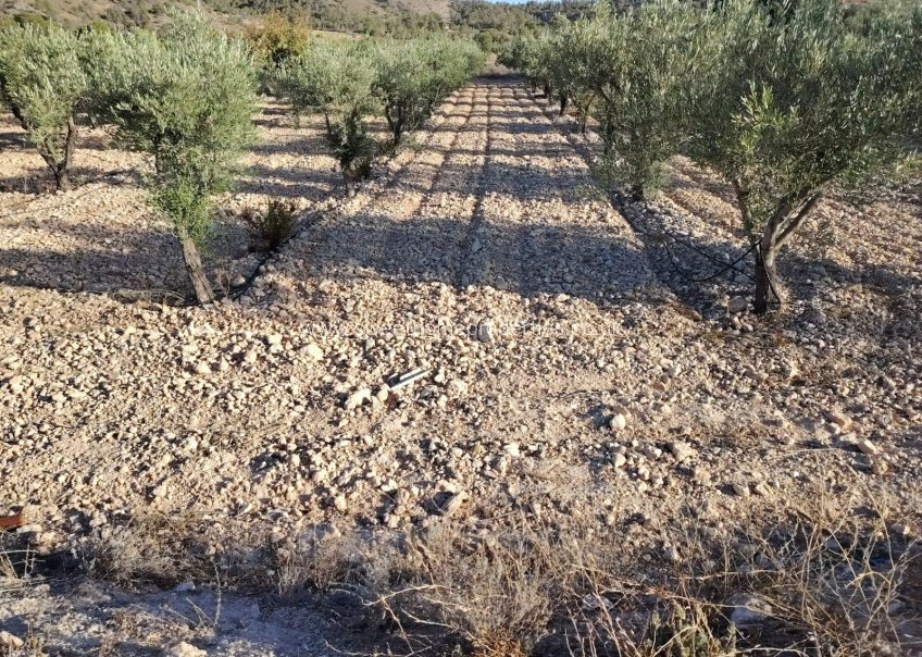 Herverkoop - Plot - Hondon De Las Nieves - La cava