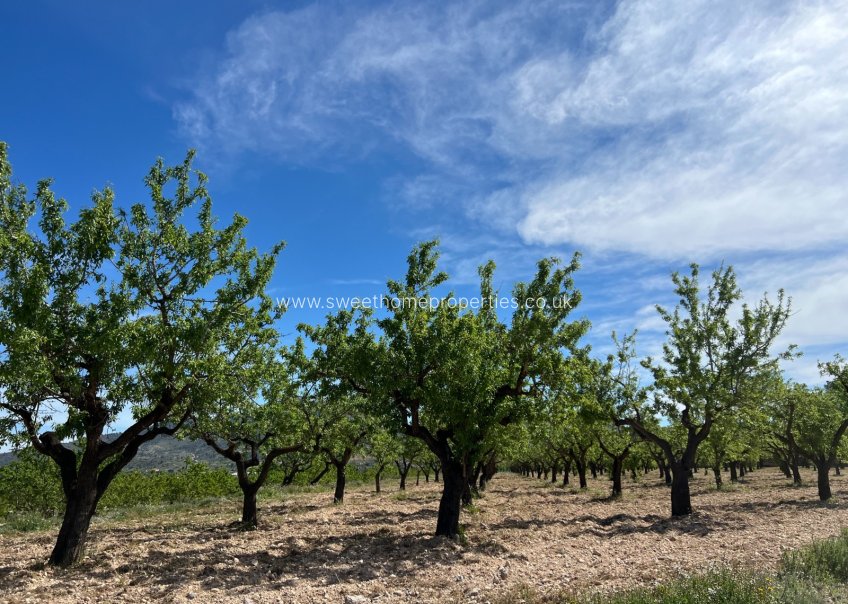 Herverkoop - Plot - Hondon De Los Frailes