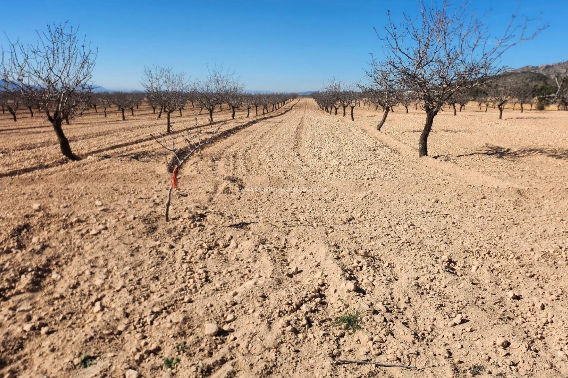 Herverkoop - Plot - Jumilla - Pinoso