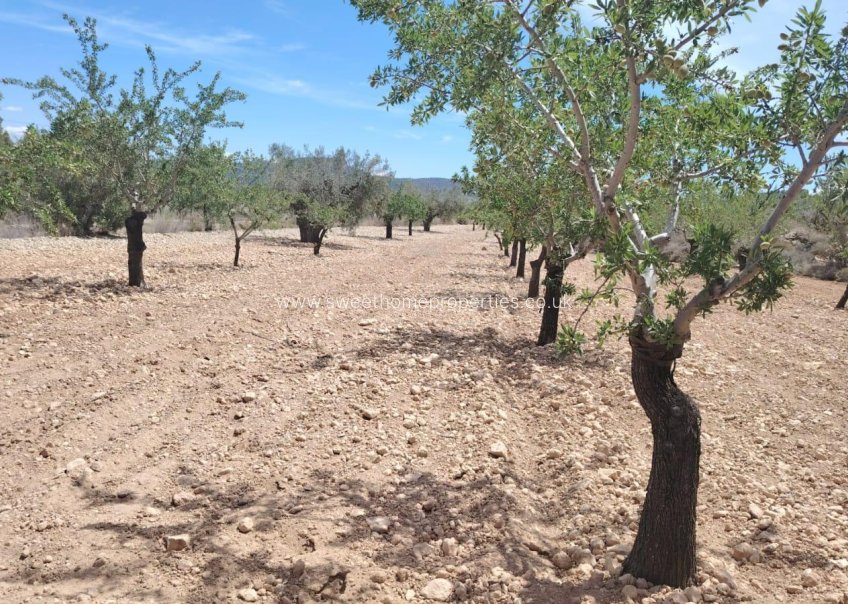 Herverkoop - Plot - Monovar - Casas del Señor