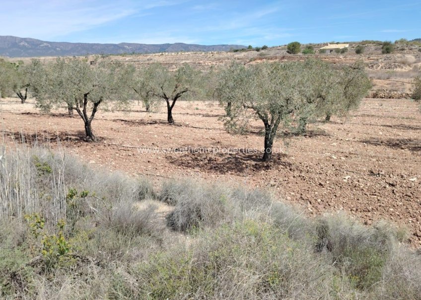Herverkoop - Plot - Monovar - Casas juan blanco