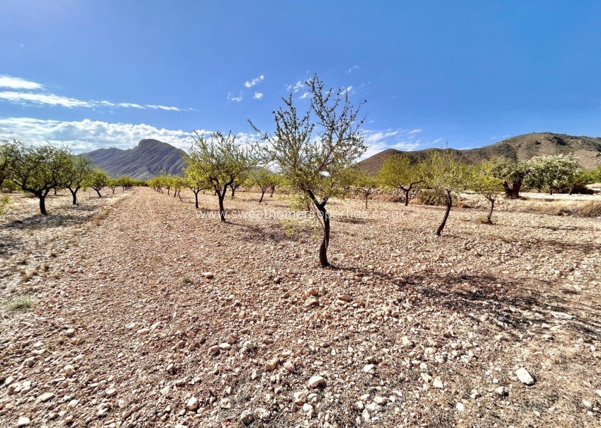 Herverkoop - Plot - Orihuela - Barbarroja