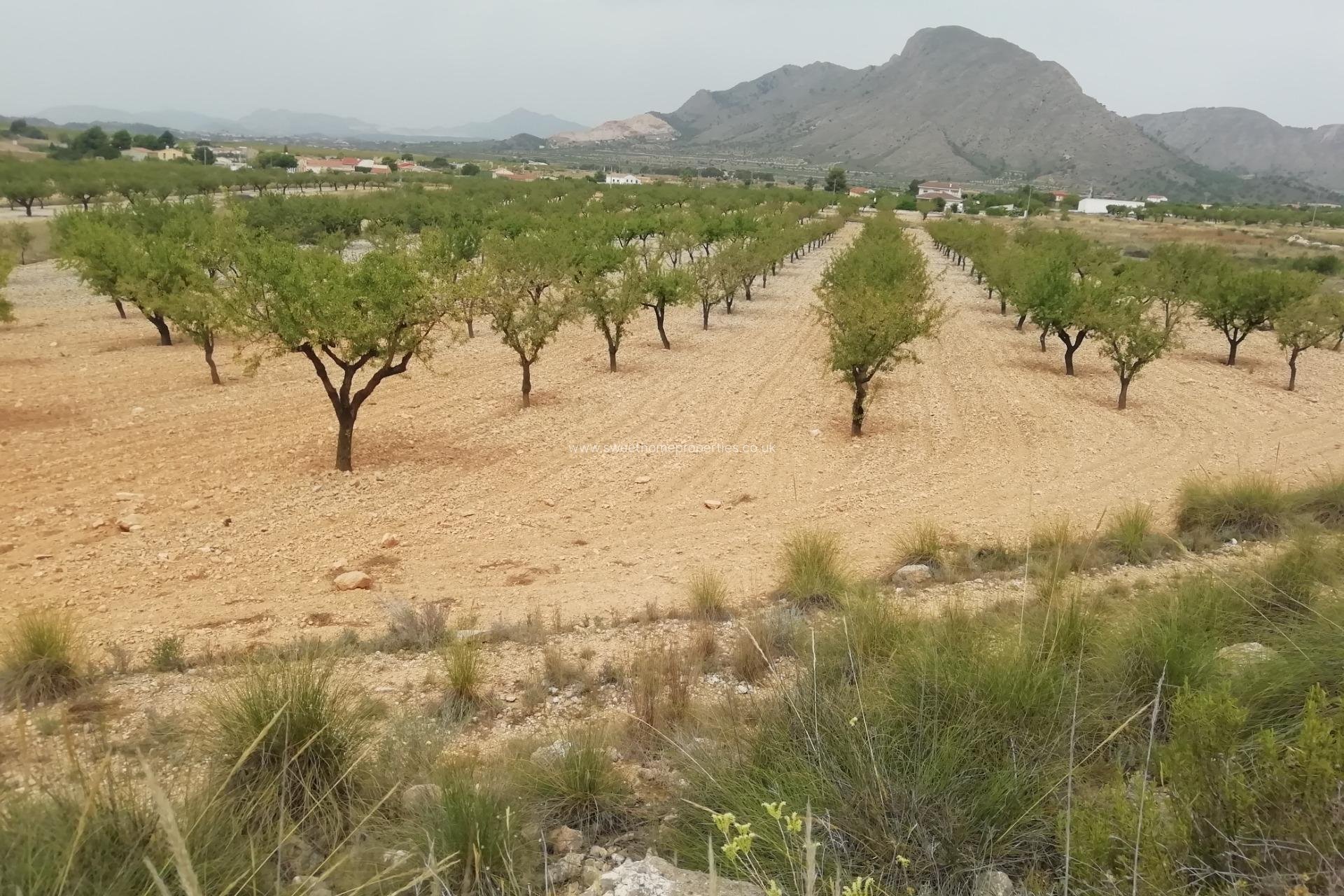 Herverkoop - Plot - Orihuela - Hondon De Los Frailes