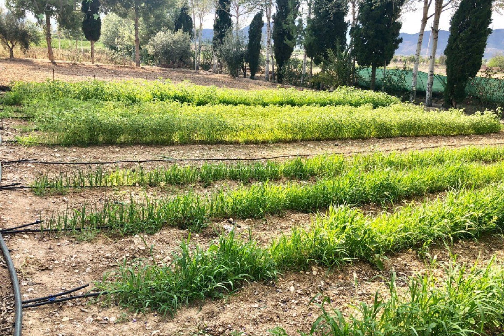 Herverkoop - Villa - Crevillent - BARRANCO SAN CAYETANO