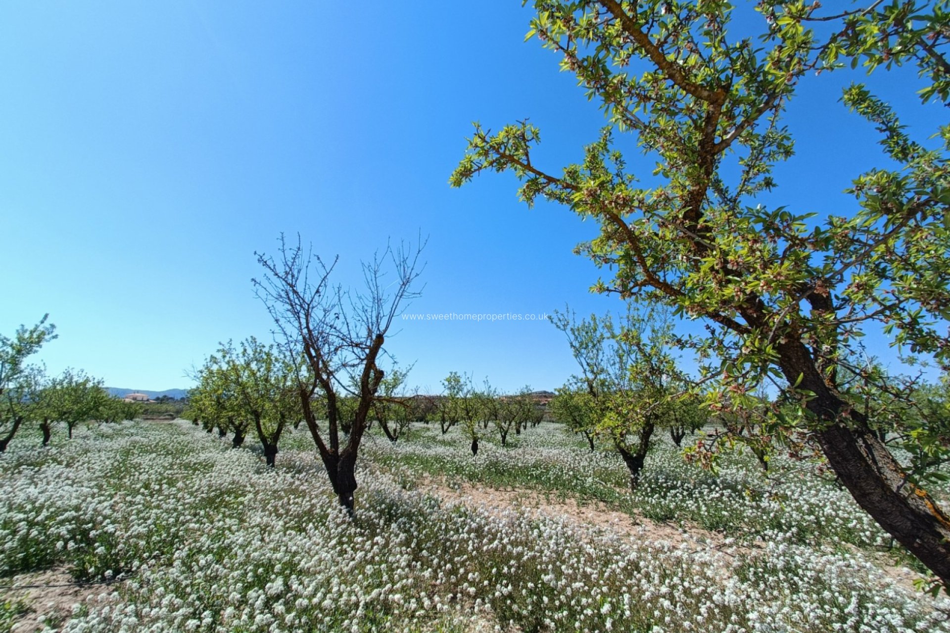 New Build - Country house - Pinoso