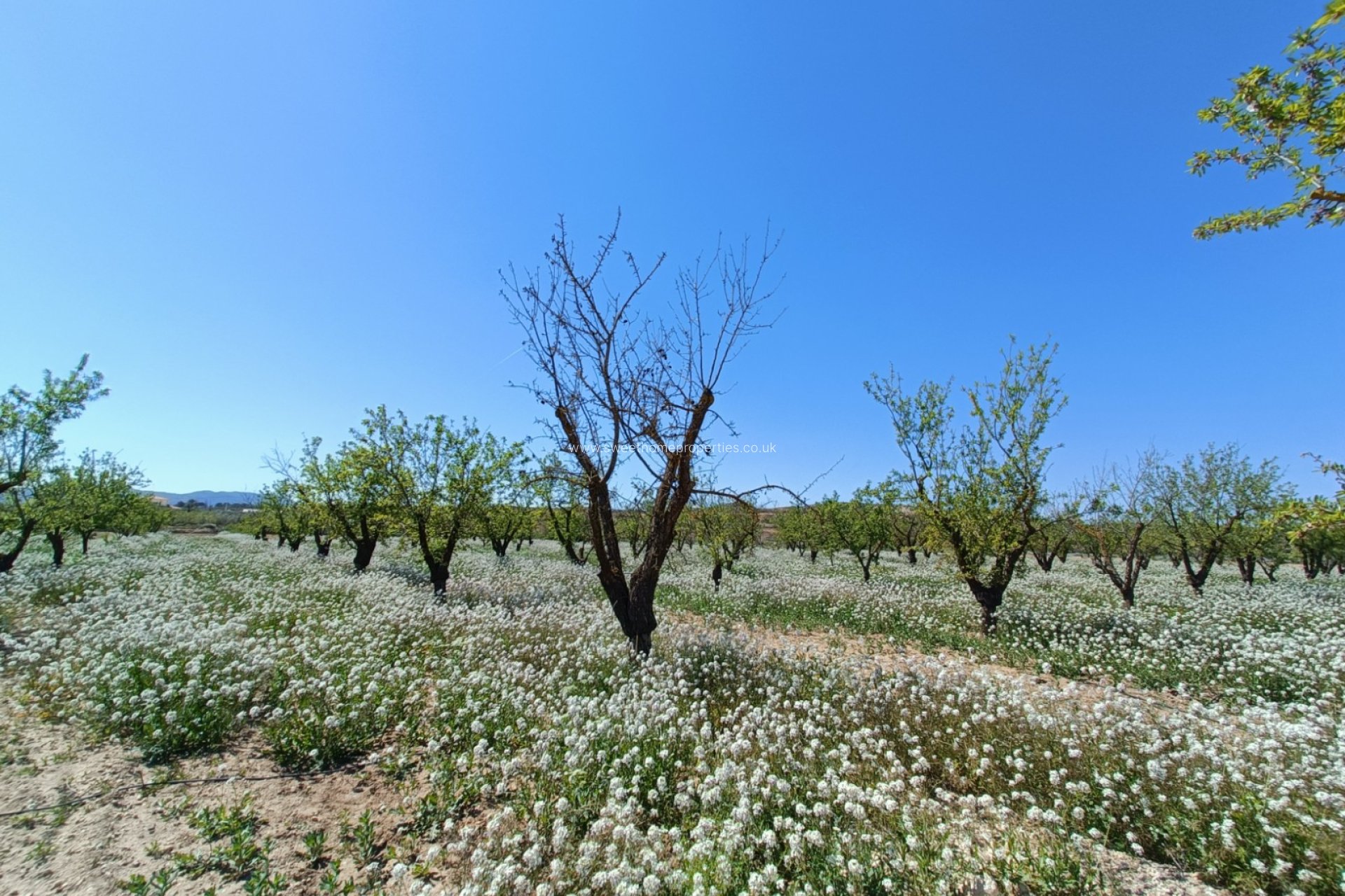 New Build - Country house - Pinoso