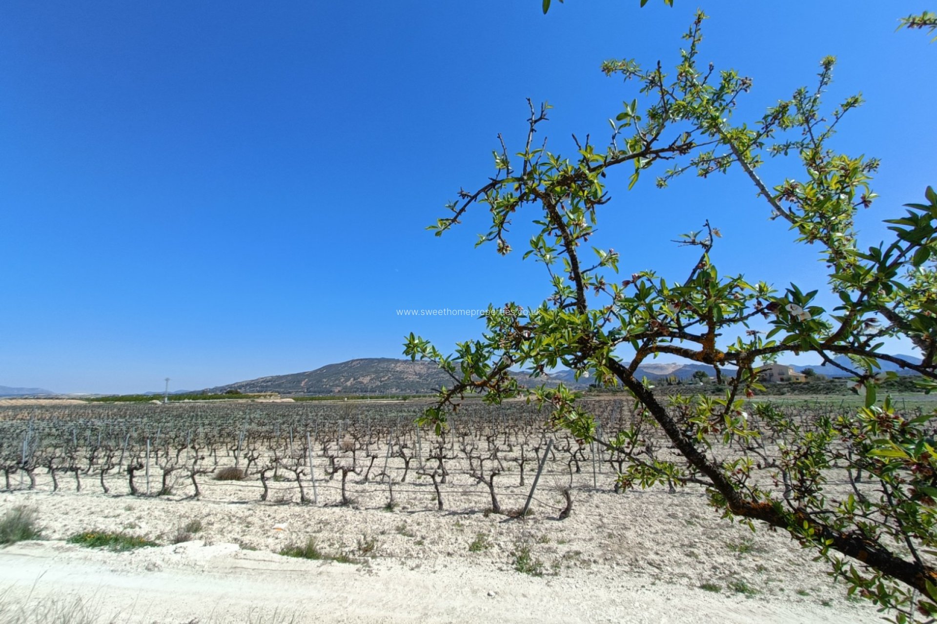 Obra nueva - Casa de campo - Pinoso