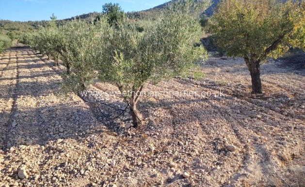 Plot - Herverkoop - Hondon De Las Nieves - La cava