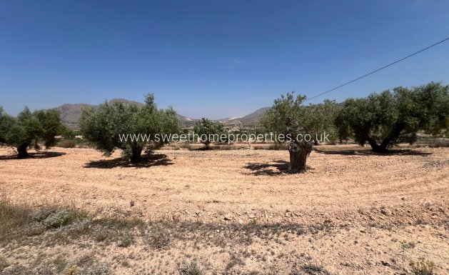 Plot - Herverkoop - Hondon De Los Frailes - Hondon De Los Frailes
