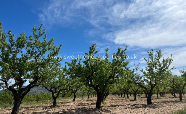 Plot - Herverkoop - Hondon De Los Frailes -
                Hondon De Los Frailes