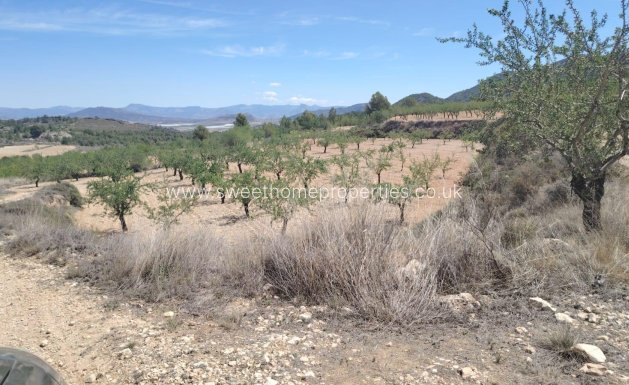 Plot - Herverkoop - Monovar -
                Casas del Señor