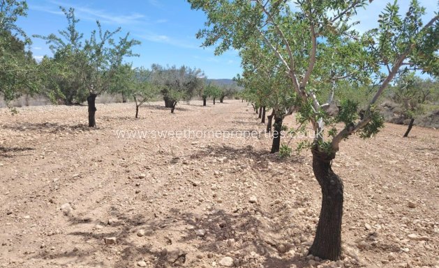 Plot - Herverkoop - Monovar -
                Casas del Señor