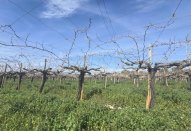 Plot - Resale -
                Aspe - AS-50190