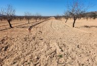 Plot - Resale -
                Jumilla - AS-12202