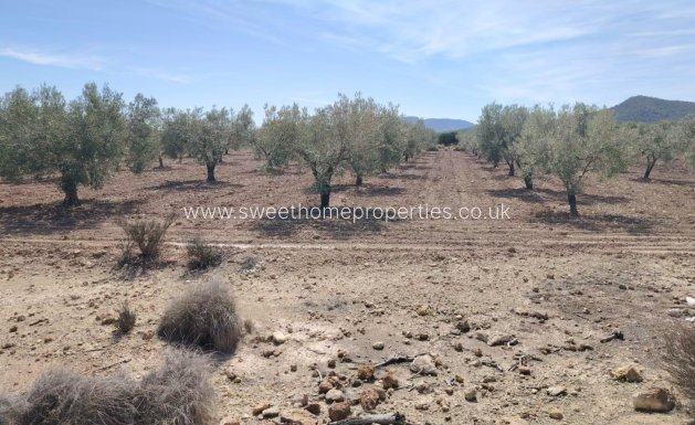 Plot - Resale - Monovar -
                Casas del Señor