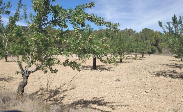 Plot - Resale - Monovar -
                Casas del Señor