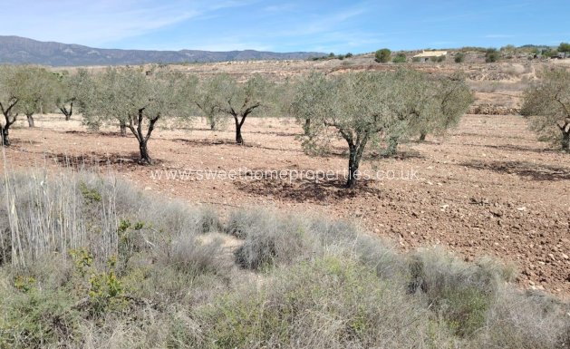 Plot - Resale - Monovar -
                Casas juan blanco