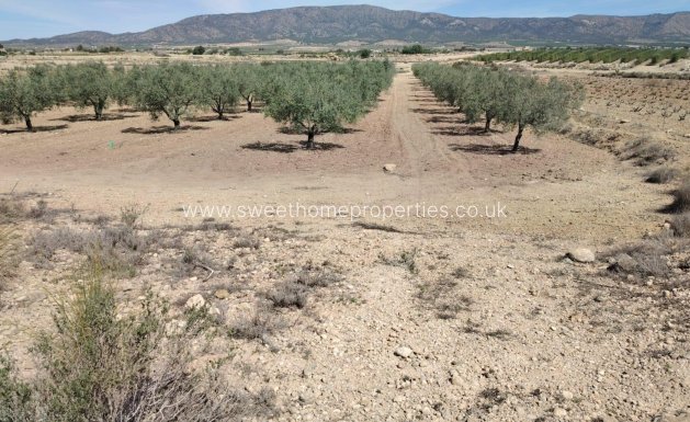 Plot - Resale - Monovar -
                Font del pi