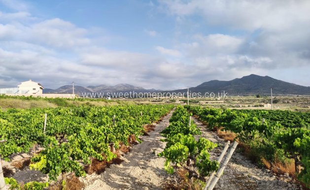 Plot - Resale - Novelda -
                CENTRO