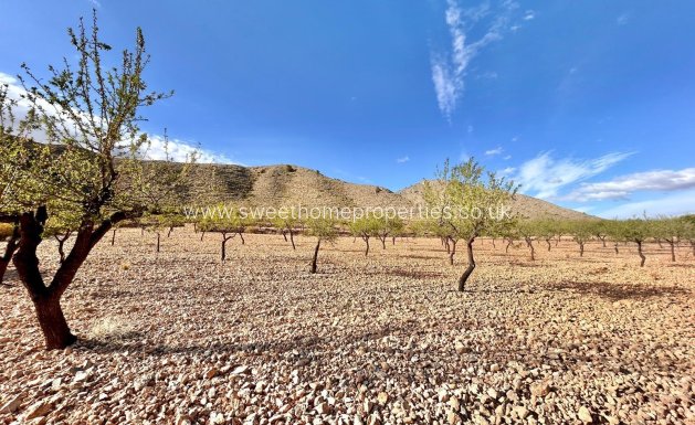 Plot - Resale - Orihuela -
                Hondon De Los Frailes