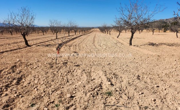 Plot - Resale - Pinoso -
                Pinoso