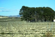 Plot - Resale -
                Salinas - AS-44200