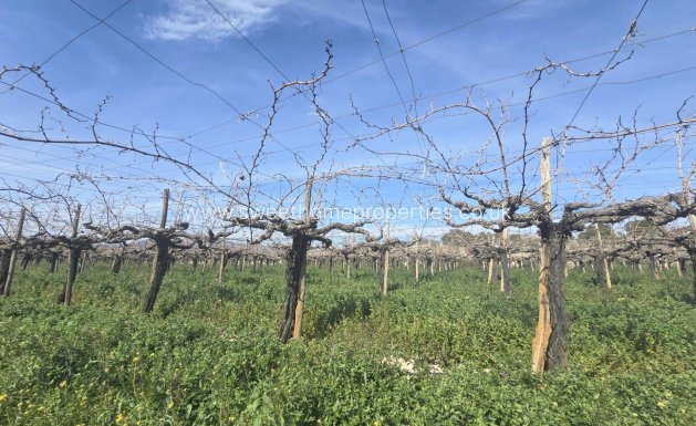 Plot - Reventa - Aspe -
                Pedanías Este