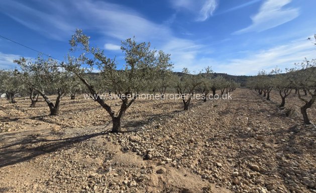 Plot - Reventa - Hondon De Las Nieves - La cava