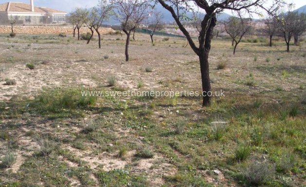 Plot - Reventa - Hondon De Los Frailes - Hondon De Los Frailes
