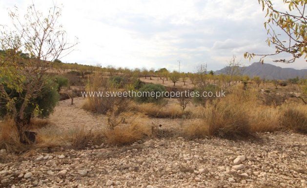 Plot - Reventa - Hondon De Los Frailes -
                RURAL