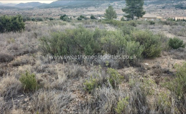 Plot - Reventa - La Romana -
                EL ALGAYAT