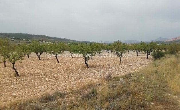 Plot - Reventa - Orihuela - Hondon De Los Frailes