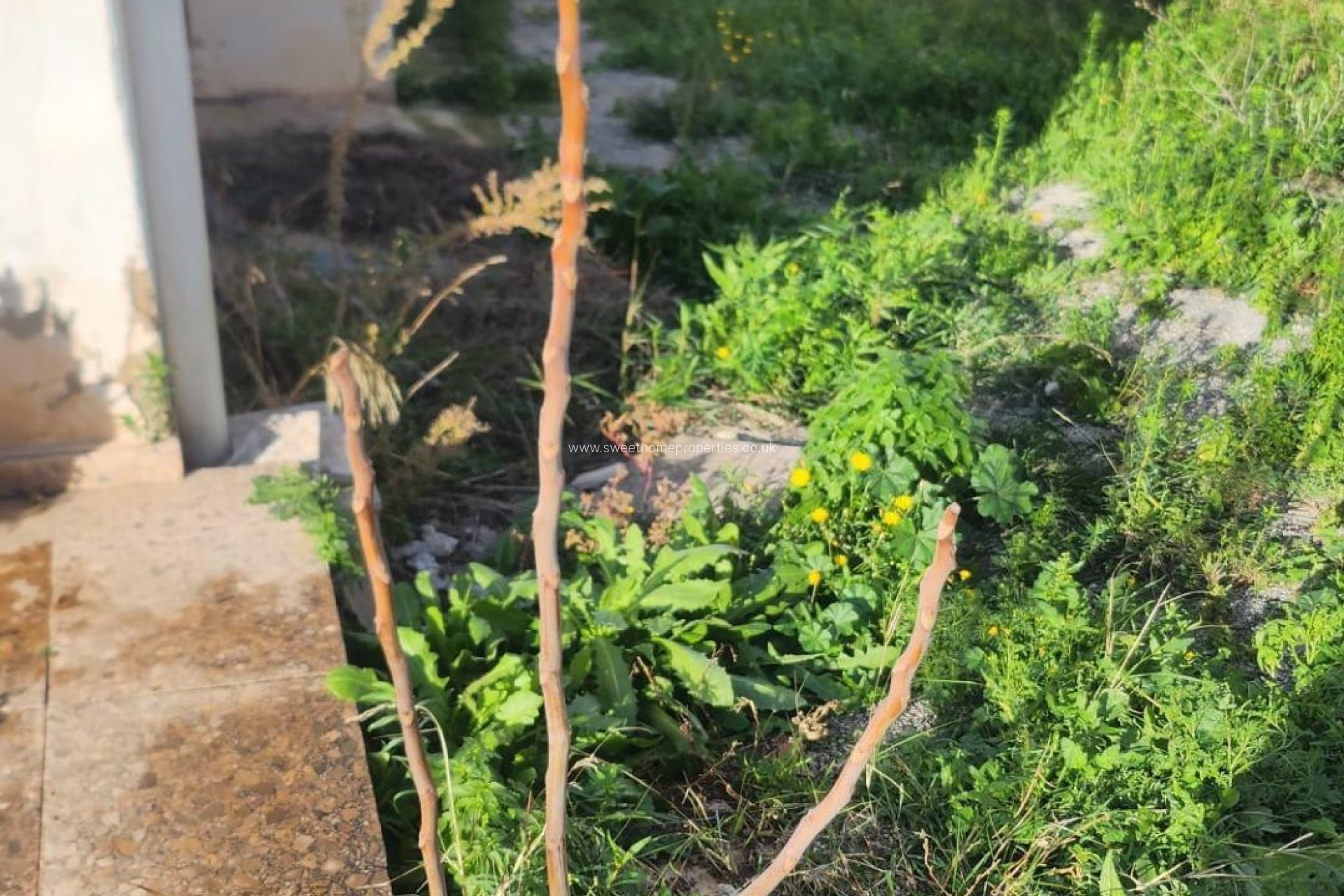 Resale - Country house - Aspe - Montesol