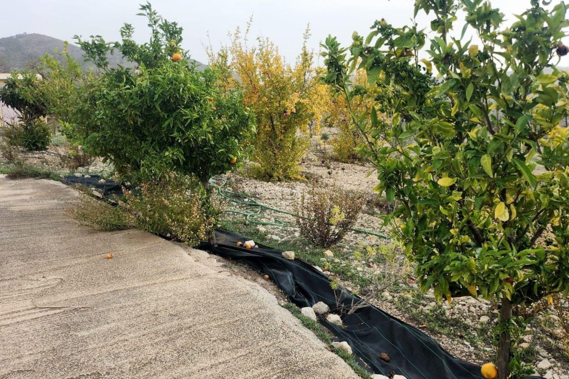 Resale - Country house - Hondon De Las Nieves - EL RINCON