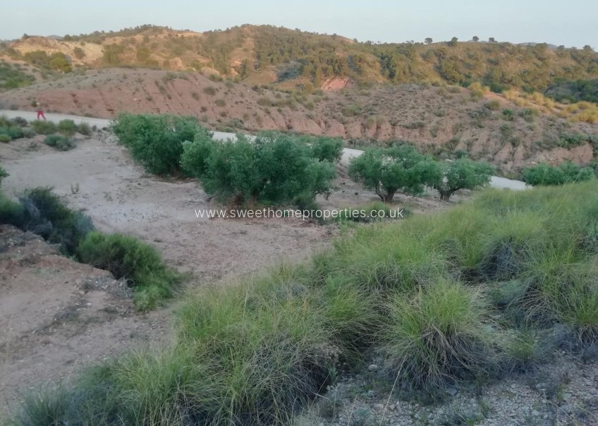 Resale - Plot - Abanilla - MACISVENDA