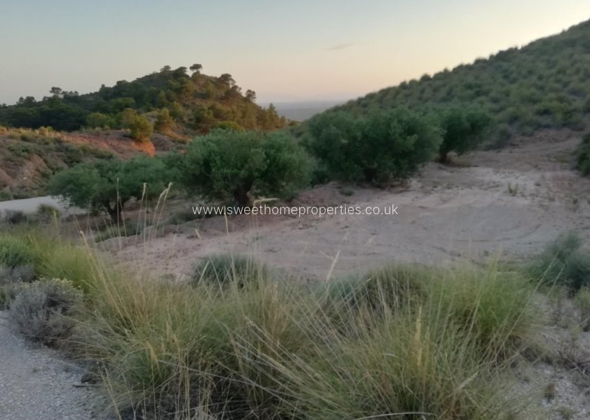 Resale - Plot - Abanilla - MACISVENDA