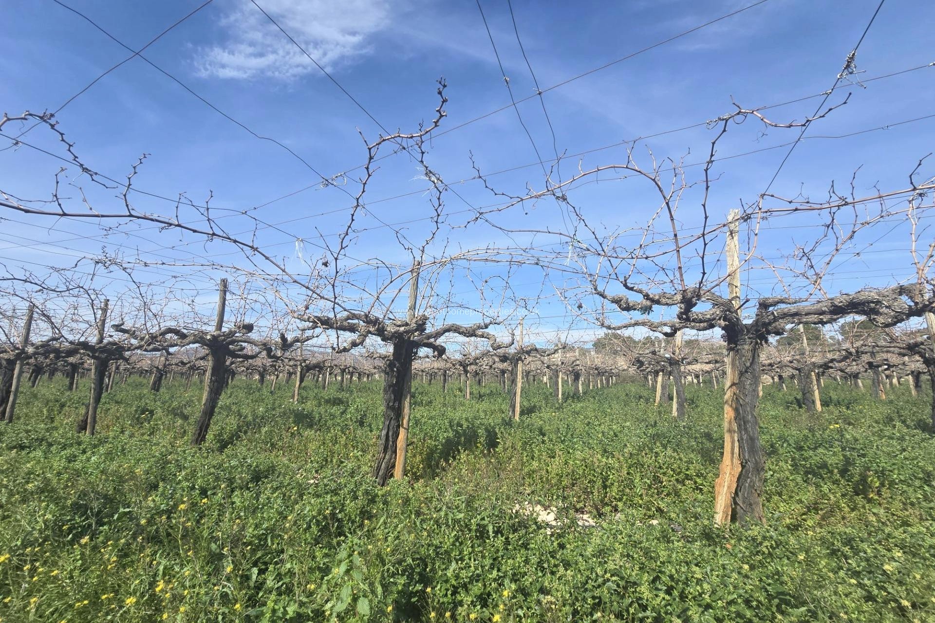 Resale - Plot - Aspe