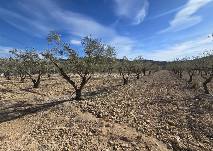 Resale - Plot - Hondon De Las Nieves - La cava