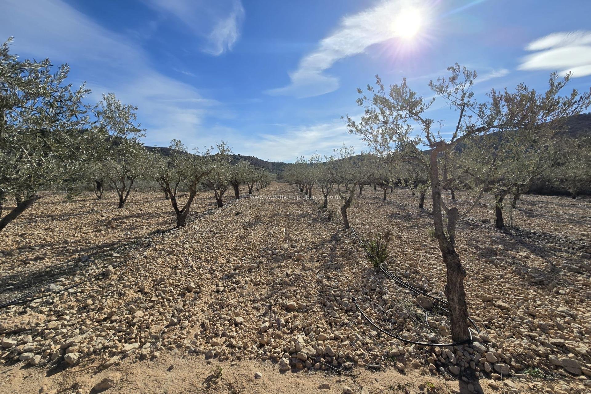 Resale - Plot - Hondon De Las Nieves - La cava