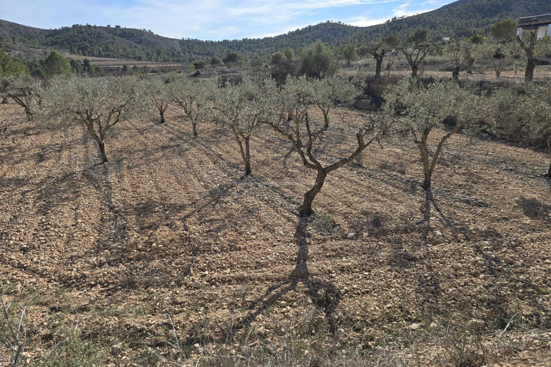 Resale - Plot - Hondon De Las Nieves - La cava