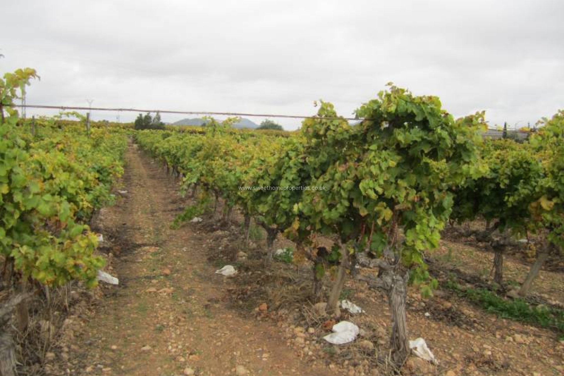 Resale - Plot - Hondon De Las Nieves - SIMOLA