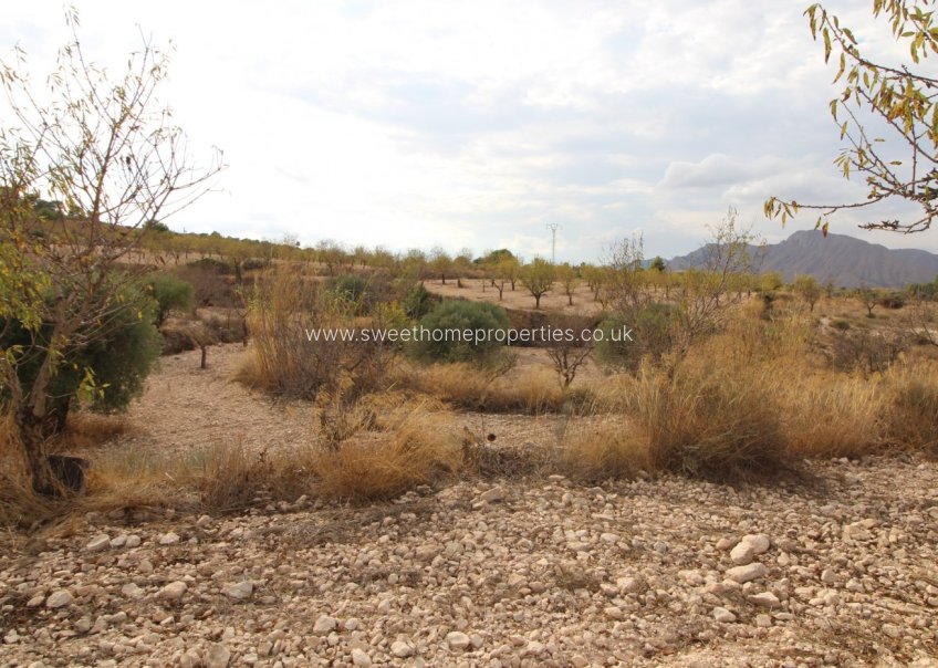 Resale - Plot - Hondon De Los Frailes - RURAL